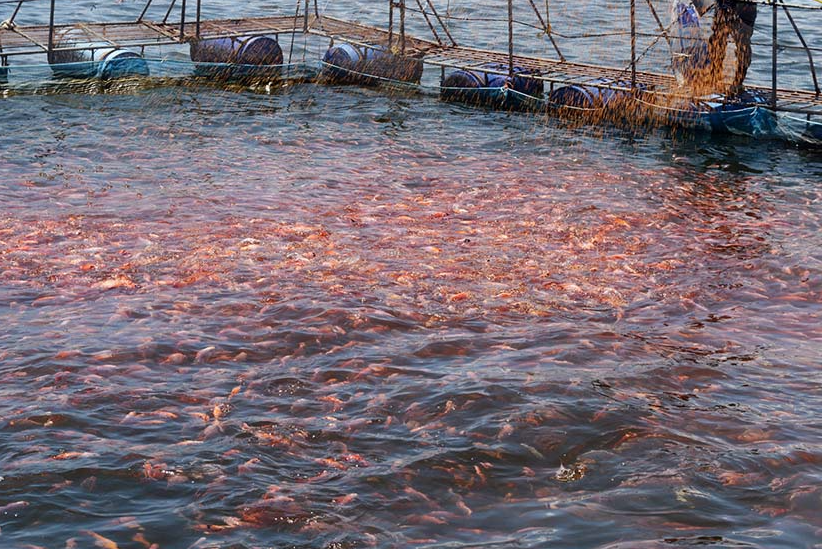 粉状水产饲料适合投喂什么鱼群？