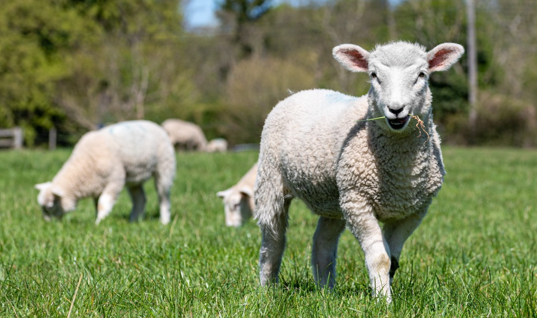 羊链球菌病症状和防治方法是什么？
