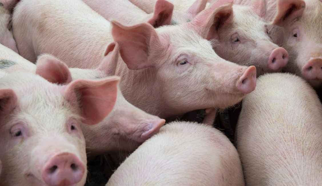 如何降低养猪饲料成本，有哪些措施？
