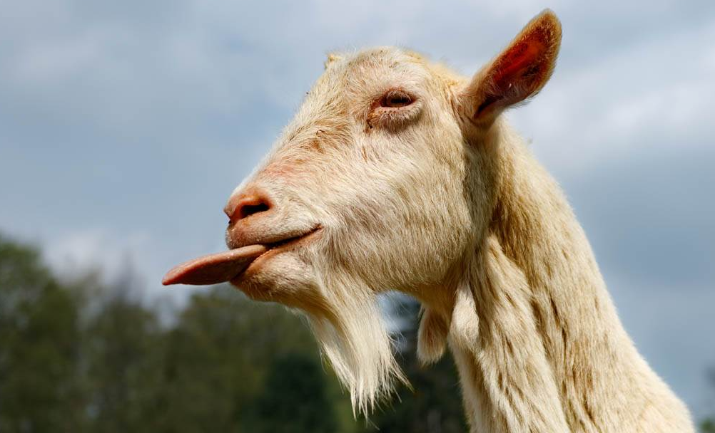 山羊烂舌病症状和防治方法是什么？