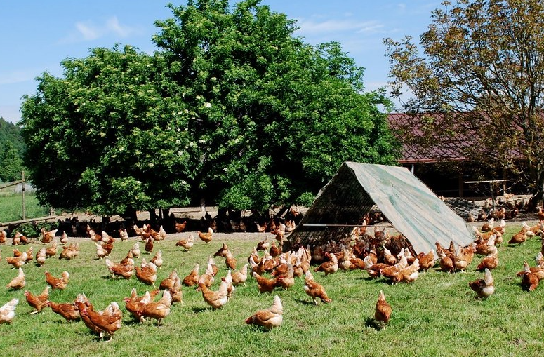 在家禽饲养过程中预防注射，投药，断喙，转群，运输怎么进行？