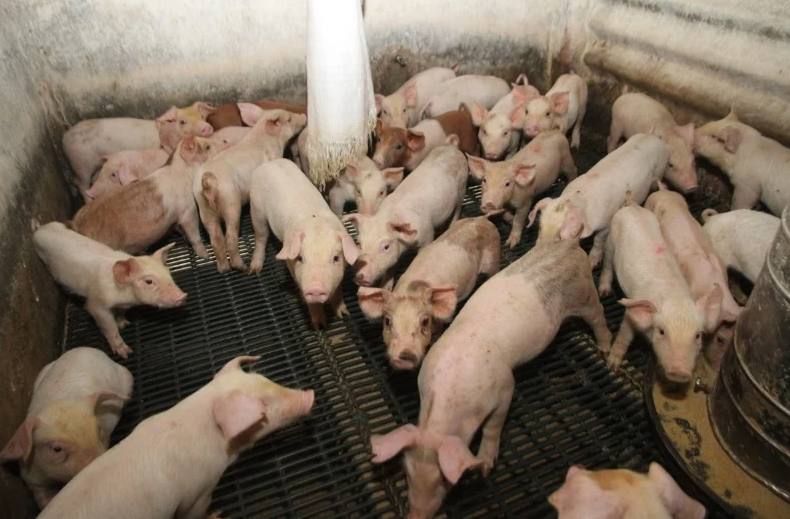 养殖场给家畜经常使用瘦肉精会带来什么危害？