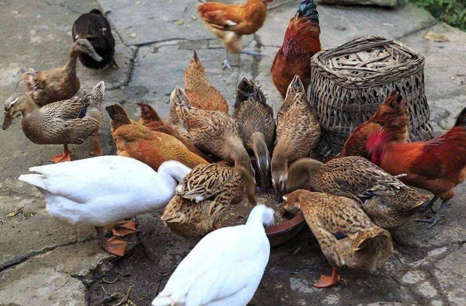 什么样的饲料容易被家禽消化吸收？