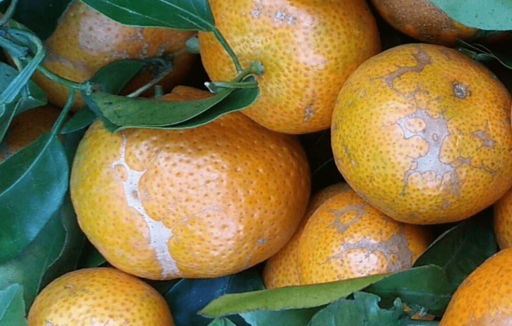 柑橘树什么条件下易发生白癞病？