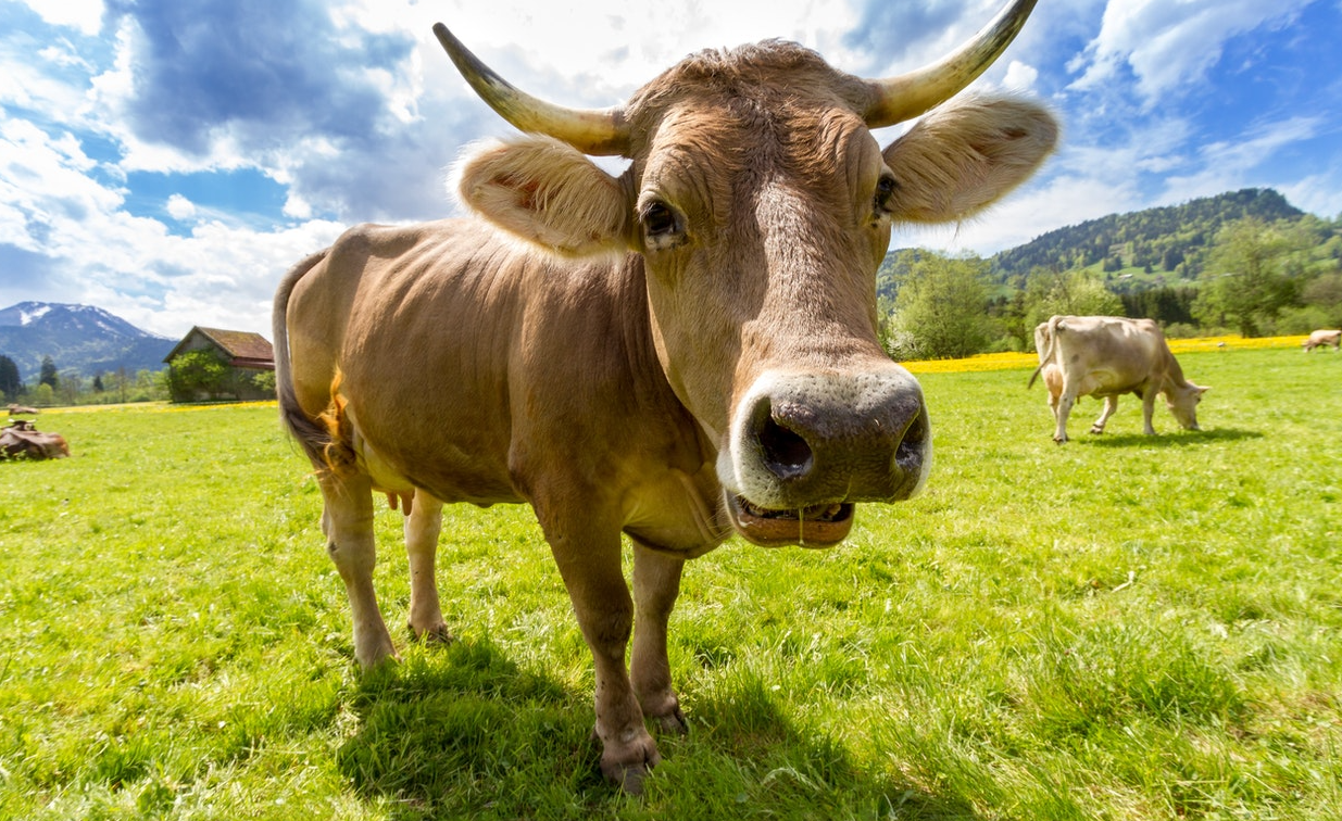牛缓解气喘的原因和解决方法？