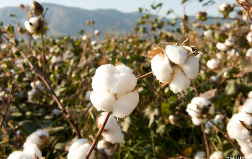半配合特性在棉花育种中的应用指的是什么？