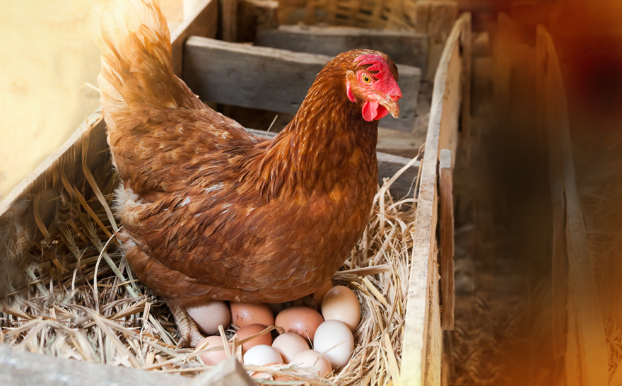 蛋鸡猝死的原因是什么？有哪些预防措施？