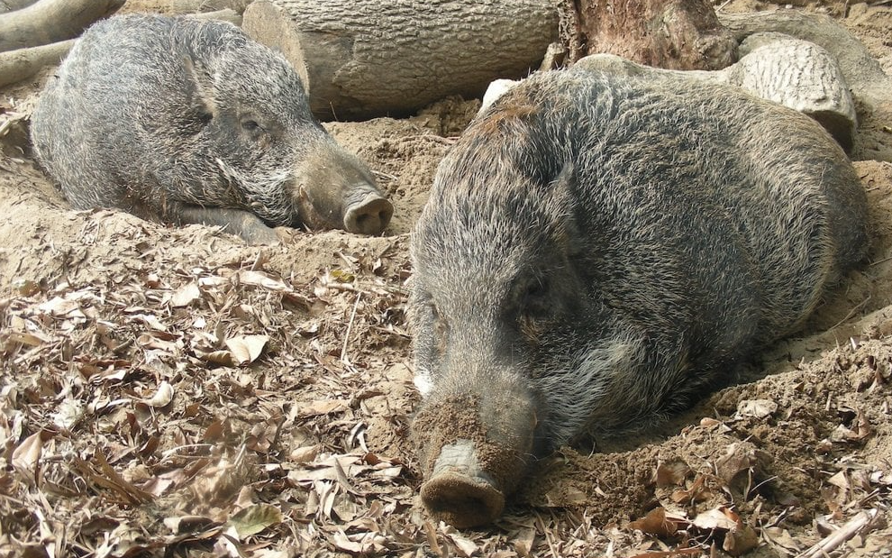 山林中放养猪的养殖技术分享