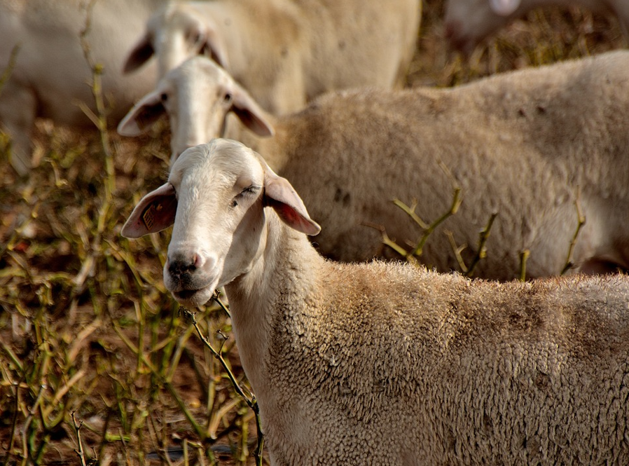 养殖场牛羊患了疯牛病或者口蹄疫该怎么处理？