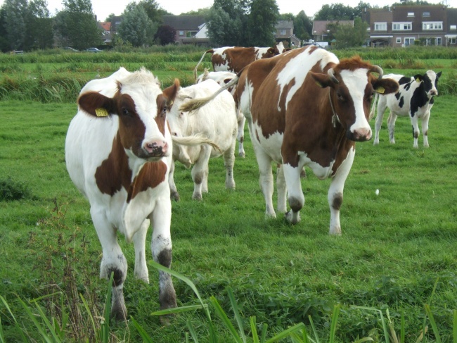 奶牛在寒冷地区饲养管理的办法