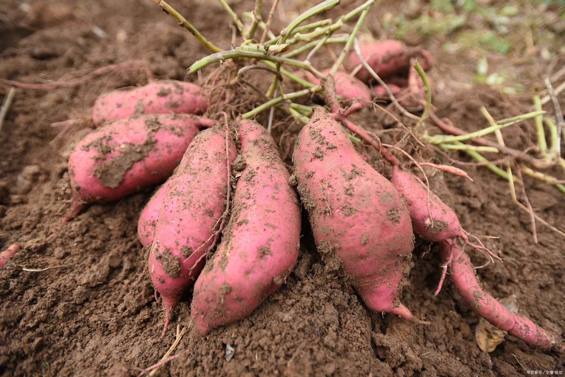 红薯怎么种才产量高？红薯种植的“雷区”介绍