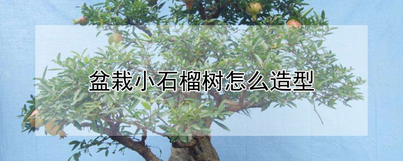 盆栽小石榴树怎么造型