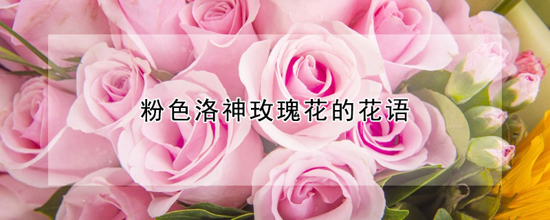 粉色洛神玫瑰花的花语