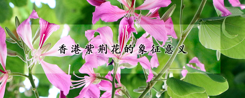 香港紫荆花的象征意义