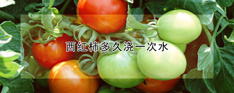 西红柿多久浇一次水