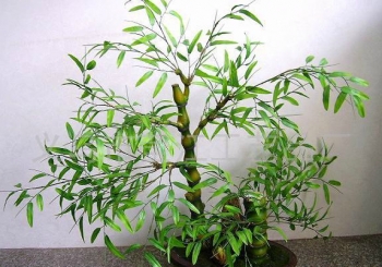 盆栽竹子的养殖方法及养护要点